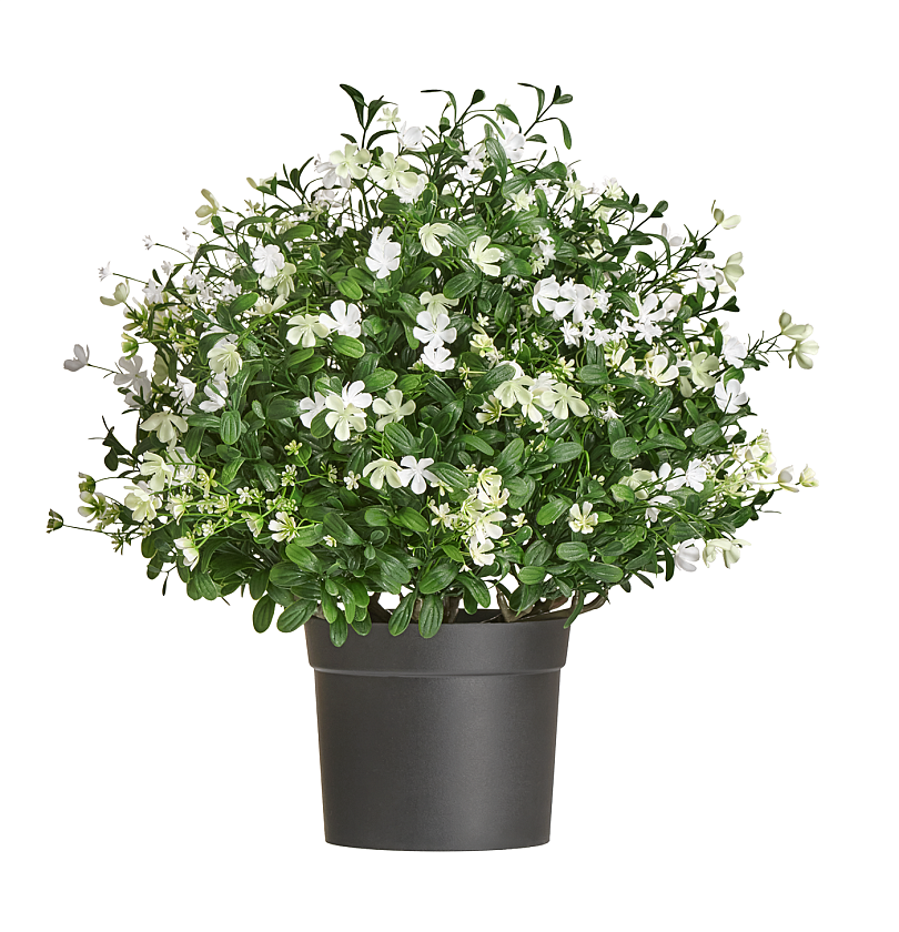 Альпийское разнотравье с белыми цветами_2