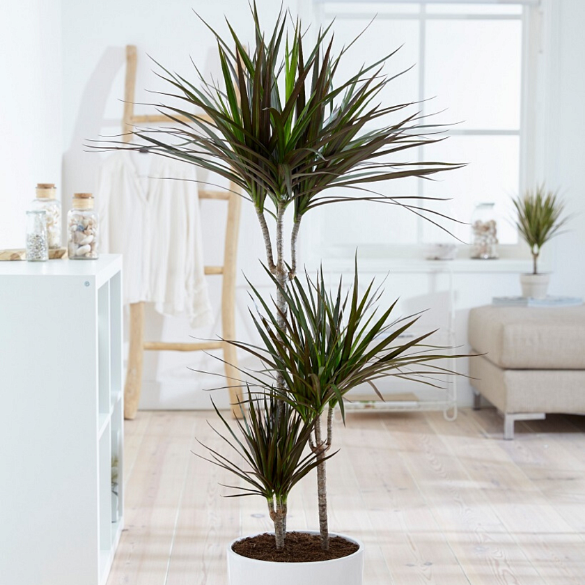 Драцена Маргината Маджента 3 ствола_1