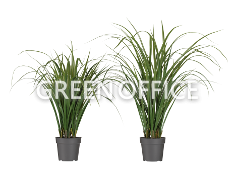 Лемонграсс трава зелёная в горшке - Фото 1