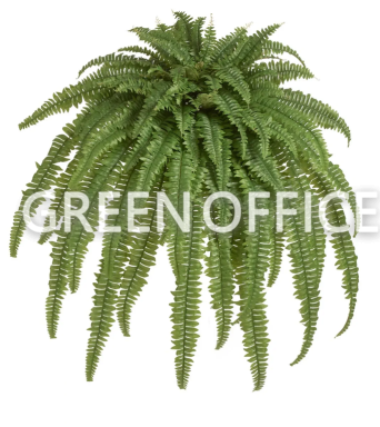 Папоротник Бостон Новый свисающий Лардж - Фото 1