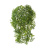 Ватер-грасс (Рясковый мох) куст зеленый
