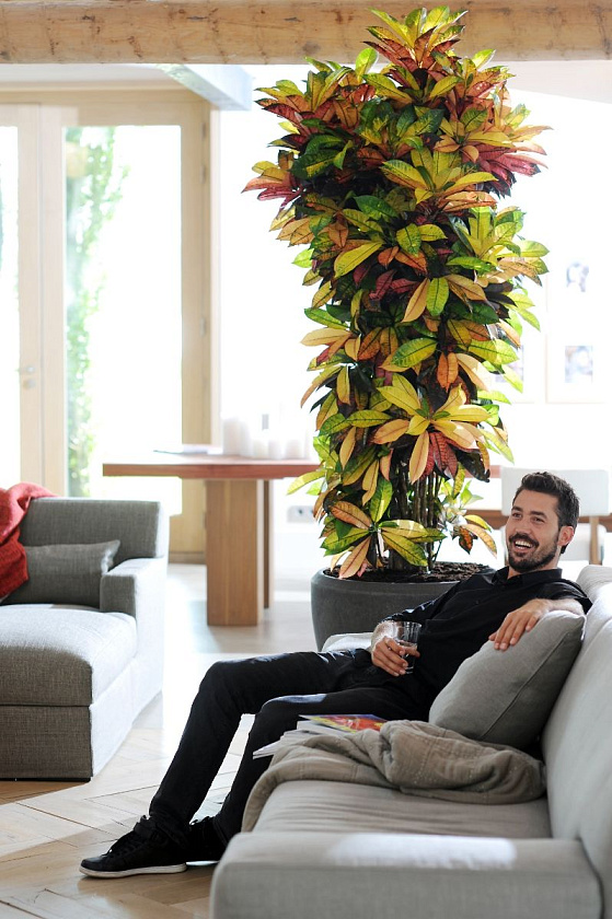 Кротон (Кодиеум) Айстон_6