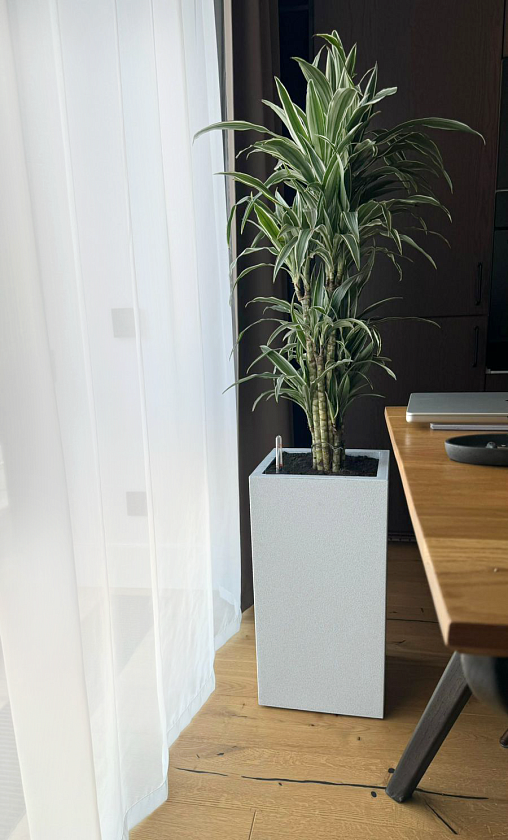 Драцена Варнески бранч в кашпо Lechuza CANTO Stone high 30_