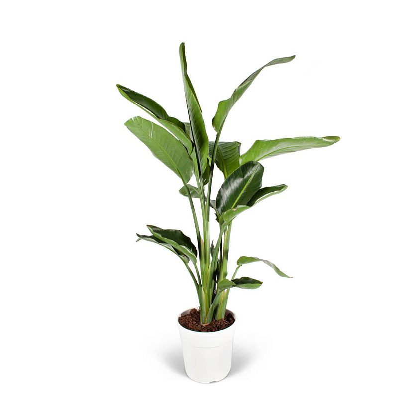 Стрелиция Николая_2