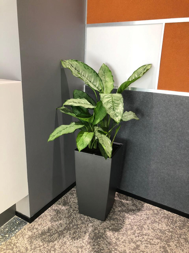 Аглаонема Фридман в кашпо Lechuza Cubico 30_1