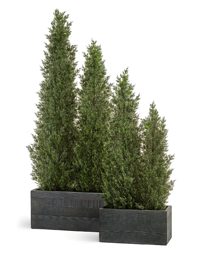 Туя Эйр Элеганс уличная_6