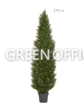 Туя Брабант пушистая уличная - Фото 4