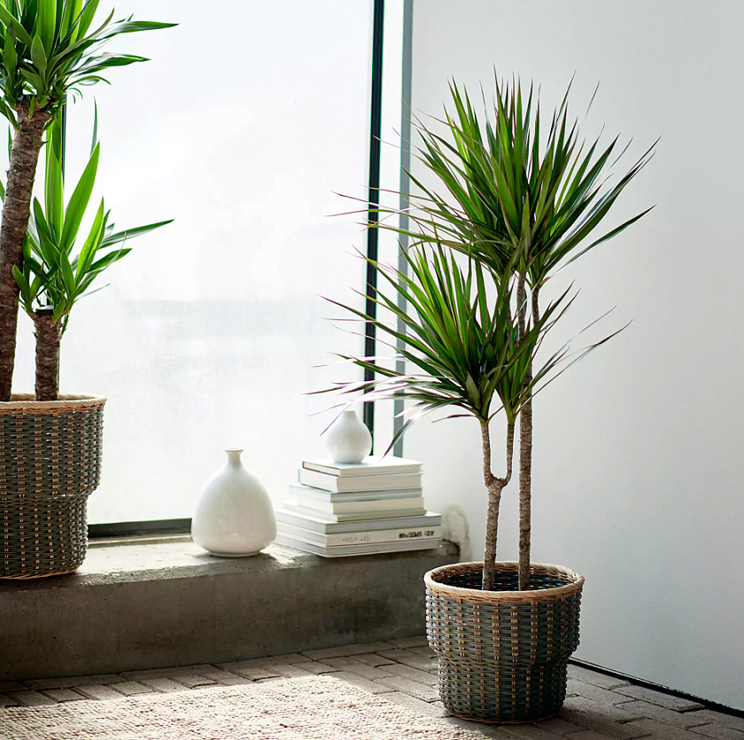 Драцена Маргината Ассорти 2 ствола_5