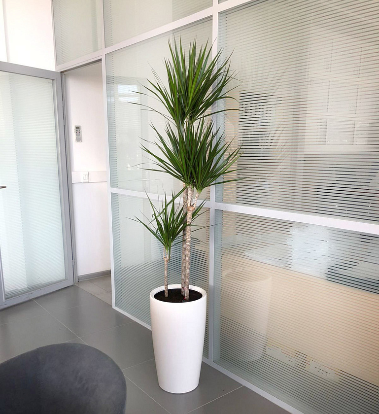 Драцена Маргината 3 ствола 24/150см в кашпо Lechuza Rondo 32_1