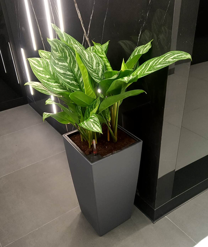 Аглаонема Страйпс в кашпо Lechuza Cubico Color 30_1