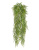 Аспарагус зеленый куст ампельный - Фото 1