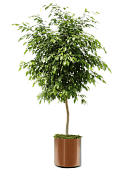 Фикусы Фикусы