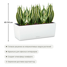 Сансевиерии Лауренти в кашпо Lechuza Balconera Color 50_7