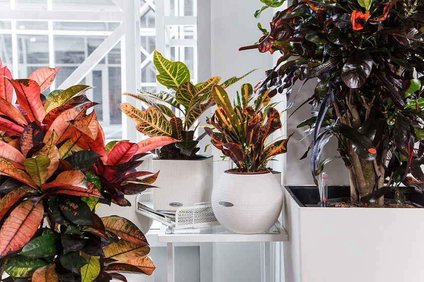 Кротон (Кодиеум) Айстон_8