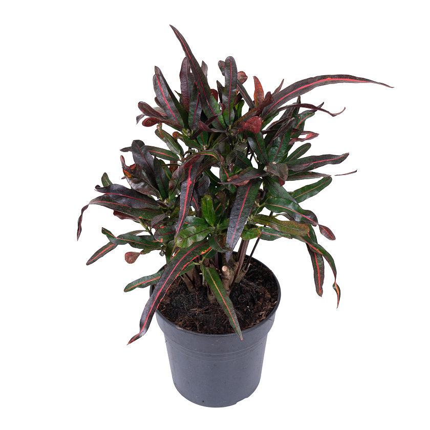 Кротон (Кодиеум) Мамми_