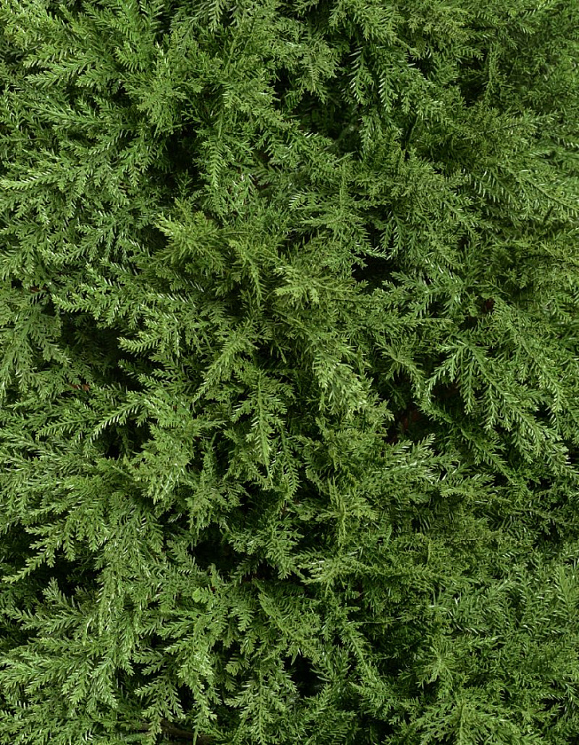 Кипарис Тауэр уличный_2