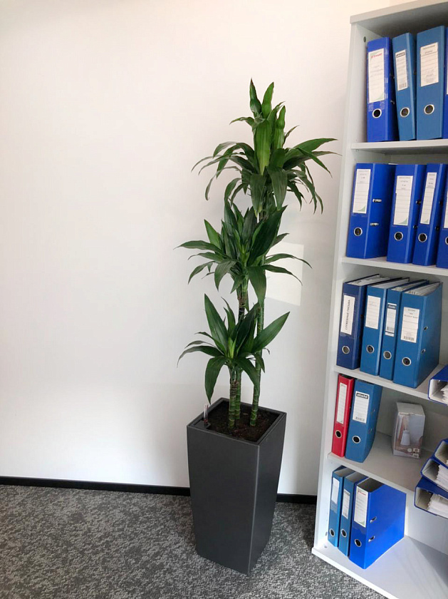 Драцена Джанет Крейг 3 ствола 24/140см в кашпо Cubico COLOR 30_1