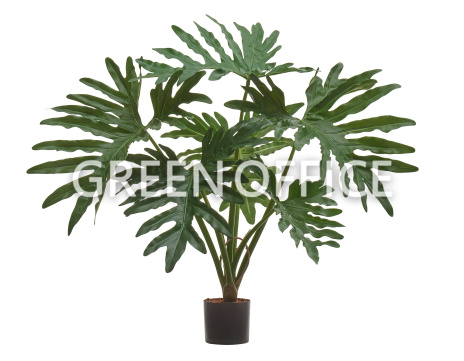 Филодендрон Селло Литл куст - Фото 1