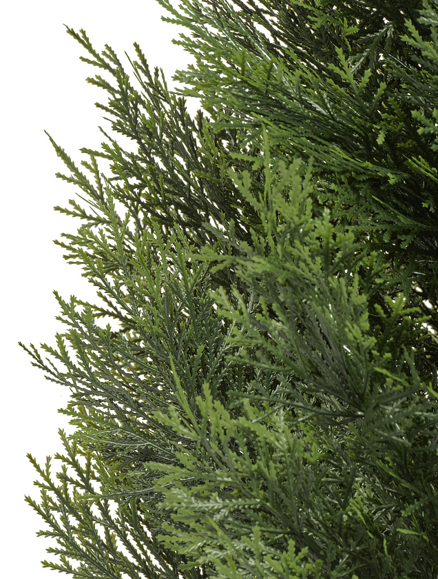 Туя Брабант пушистая уличная_9