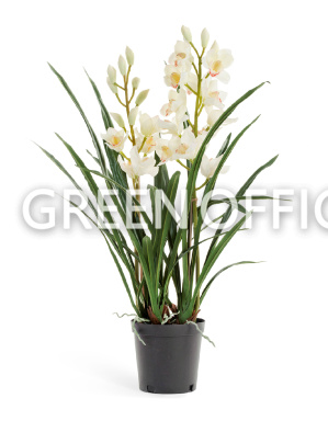 Орхидея Цимбидиум белая куст в кашпо 2 ветки - Фото 1