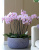 Фаленопсис розовый 2 цветоноса - Фото 2