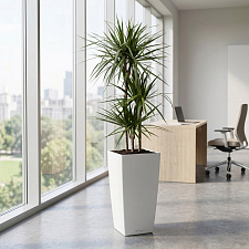 Драцена Маргината 3 ствола 21/110см в кашпо Lechuza Кубико Колор 30_4
