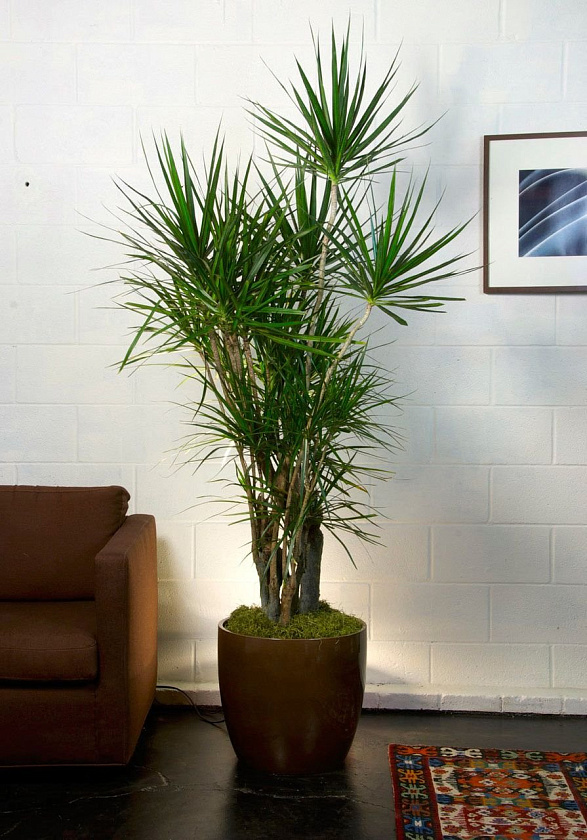 Драцена Маргината бранч_6