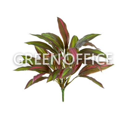 Куст Драцены бордово-зеленой - Фото 1