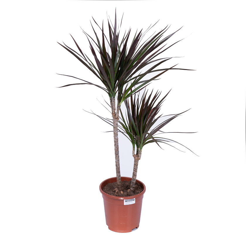 Драцена Маргината Ассорти 2 ствола_3