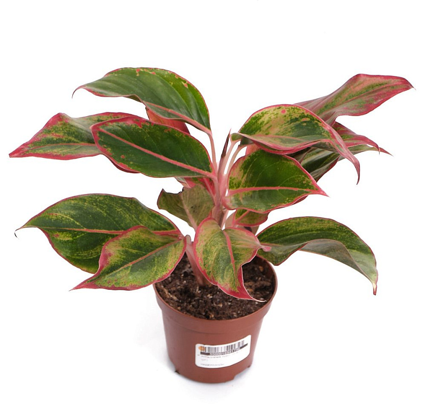 Аглаонема Крит_4