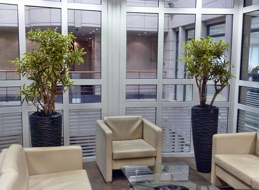 Драцена Песня Индии_7