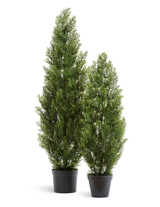 Туя Эйр Элеганс уличная_3