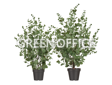 Эвкалипт куст припылённо-зелёный - Фото 1