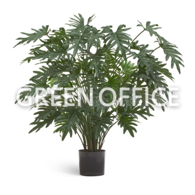 Филодендрон Ксанаду Лардж куст - Фото 1