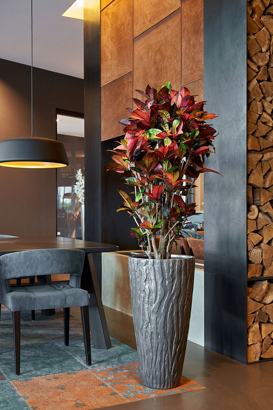 Кротон (Кодиеум) Айстон_7