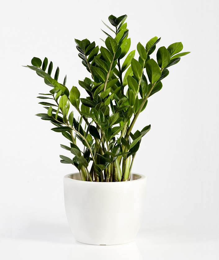 Замиокулькас
_6