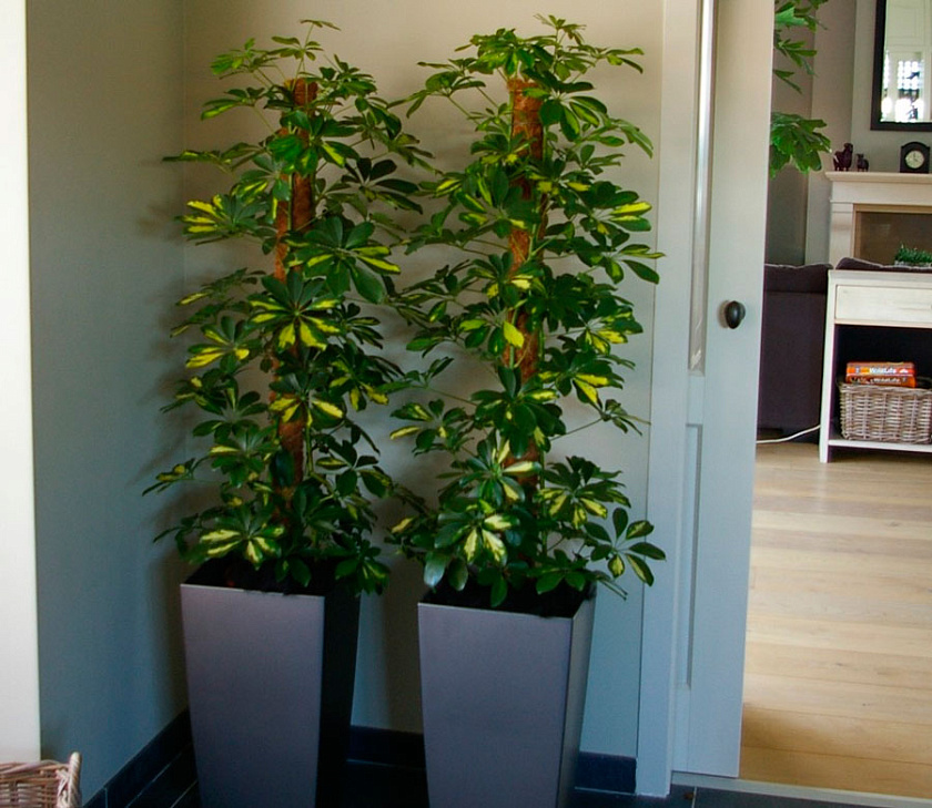 Шеффлера Голд Капелла на моховой опоре_