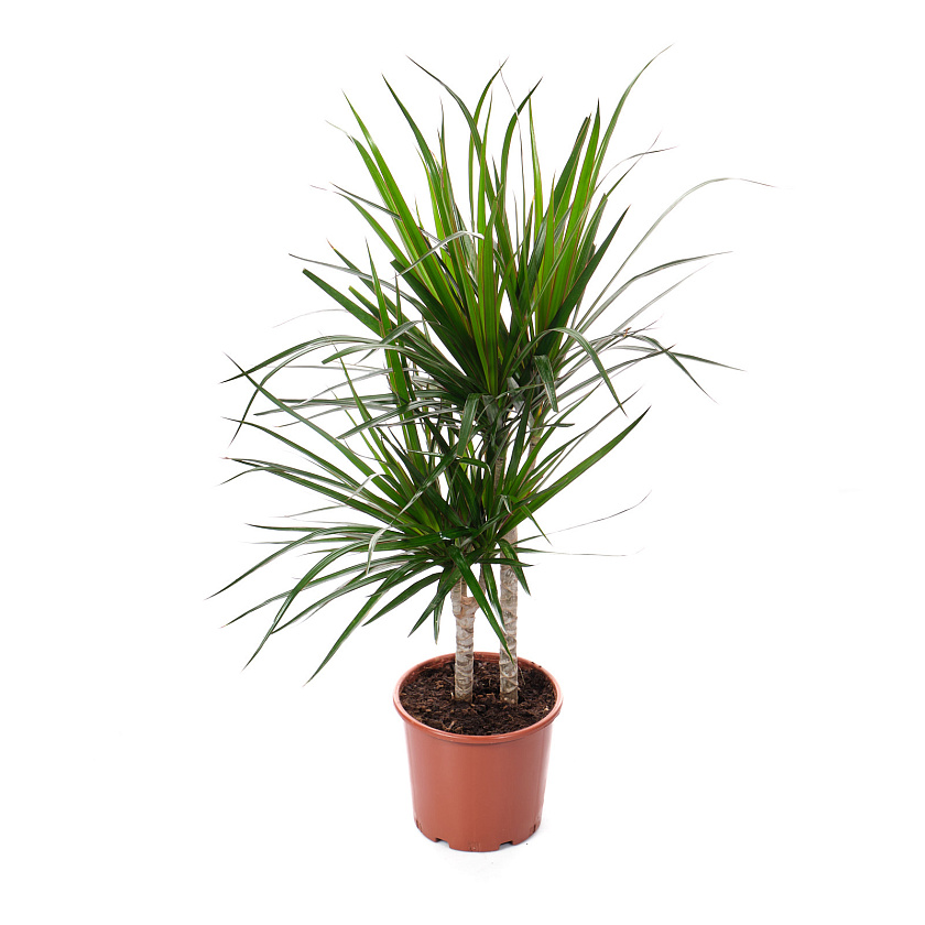 Драцена Маргината Ассорти 2 ствола_1