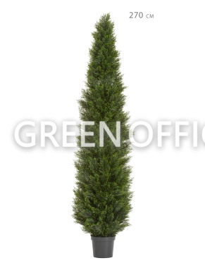 Туя Брабант пушистая уличная - Фото 7