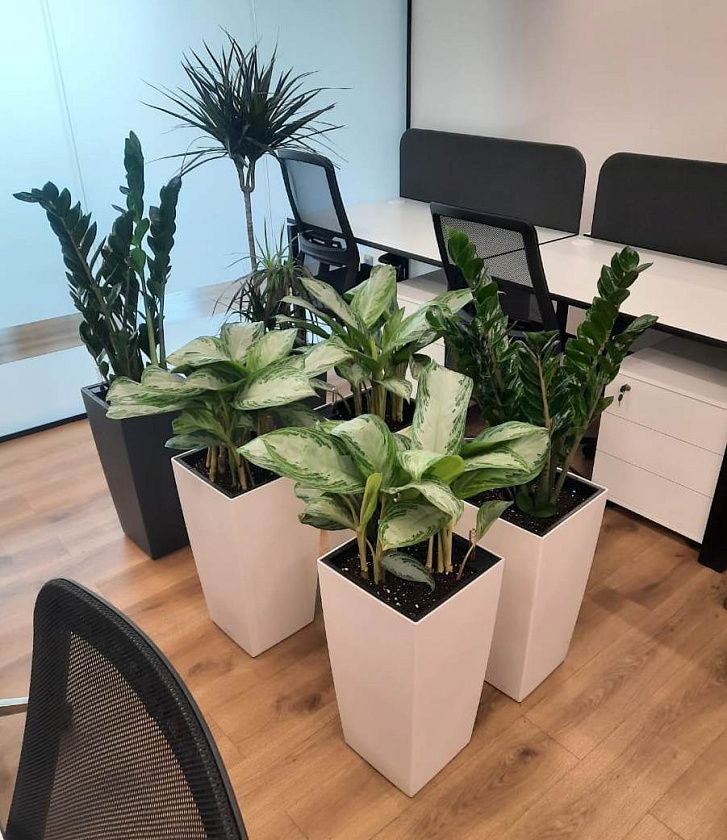 Аглаонема Сильвер Бей в кашпо Lechuza Cubico Color 30_