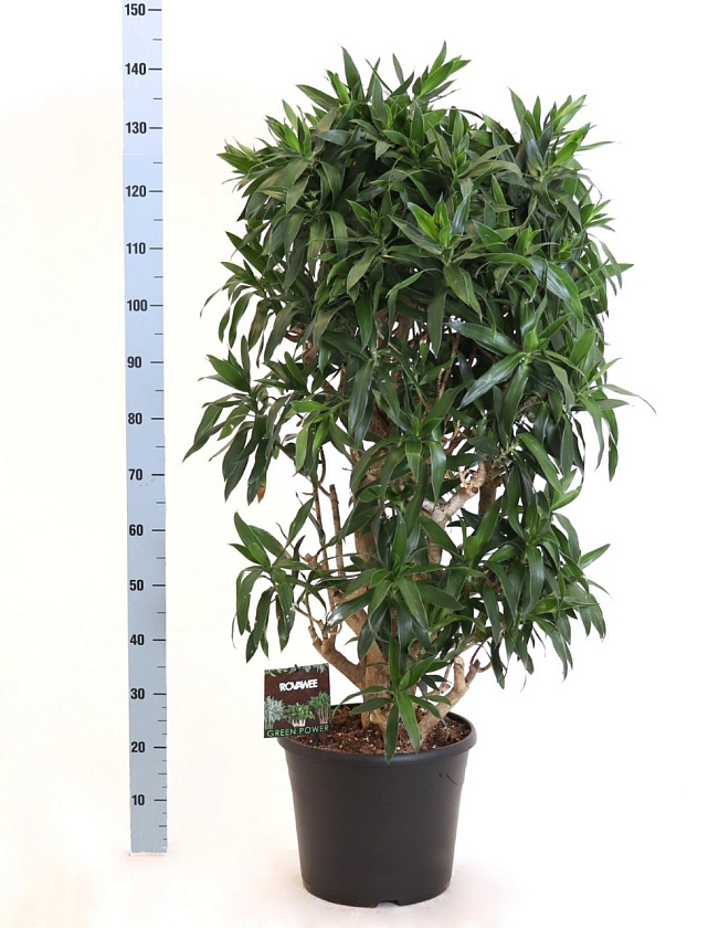 Драцена Песня Ямайки_3