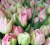 Тюльпаны двойные в ассортименте - Фото 3