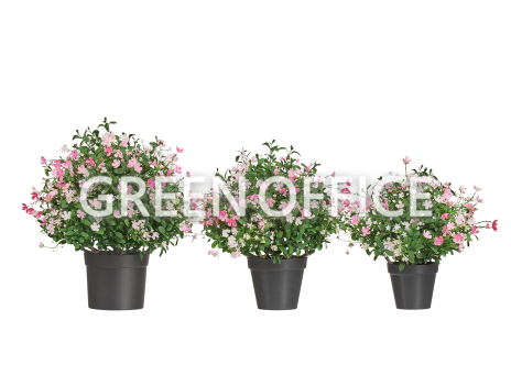 Альпийское разнотравье с нежно-розовыми и белыми цветами - Фото 2