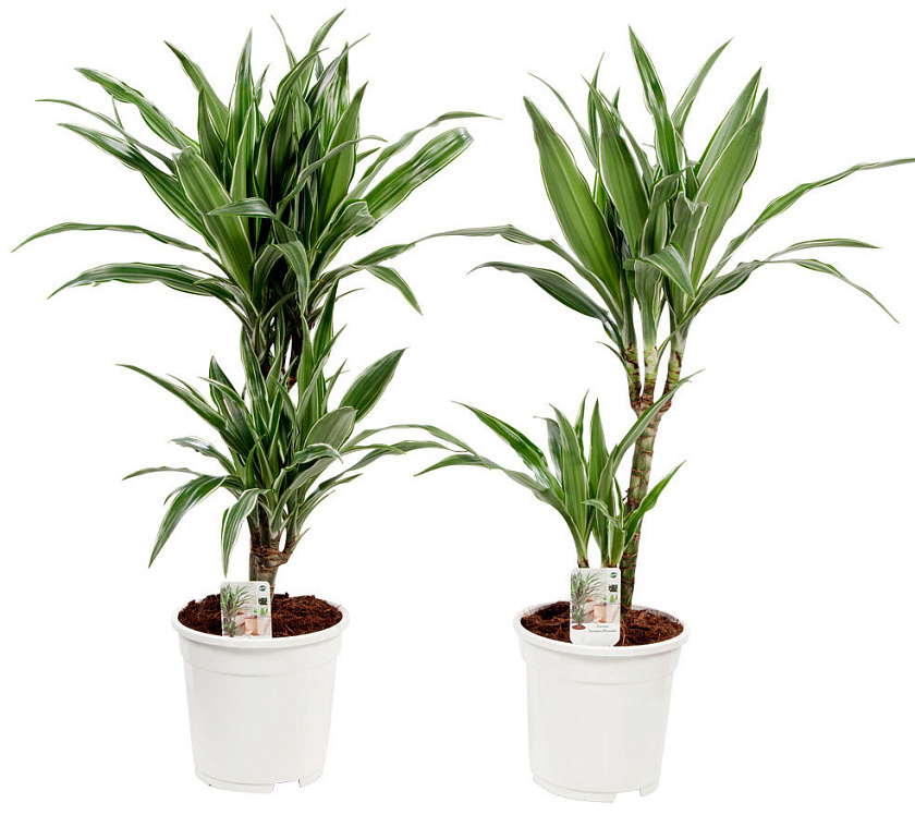 Драцена Варнески 2 ствола_