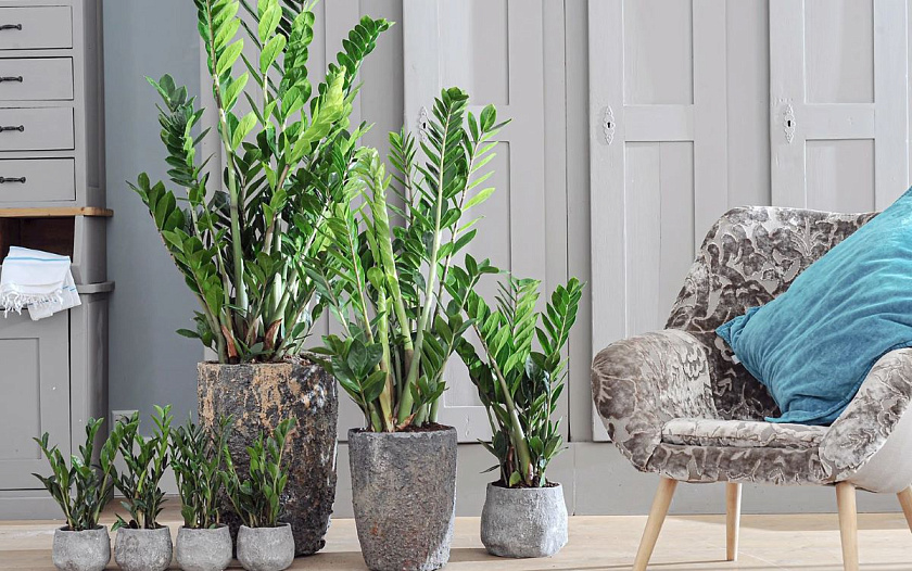 Замиокулькас
_7