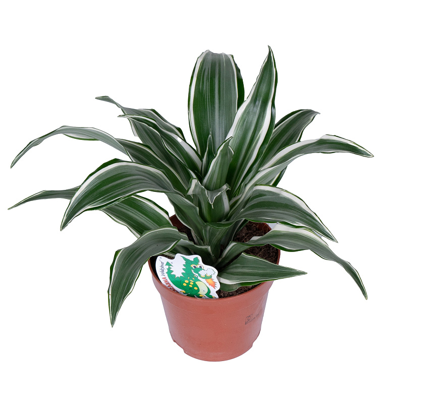 Драцена ассорти_2