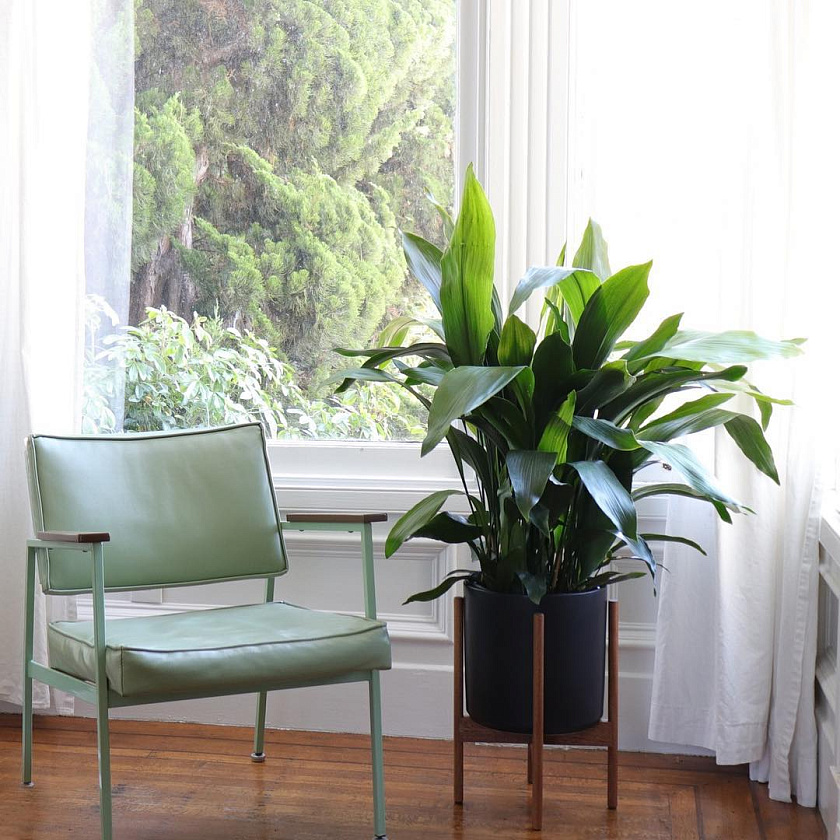 Аспидистра Элатиор_4