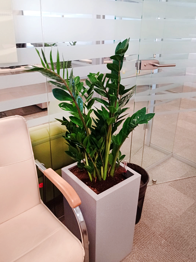 Замиакулькас в кашпо Lechuza CANTO Stone high 30_