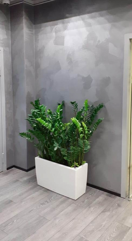 Композиция из замиакулькасов в кашпо Lechuza Cararo_1