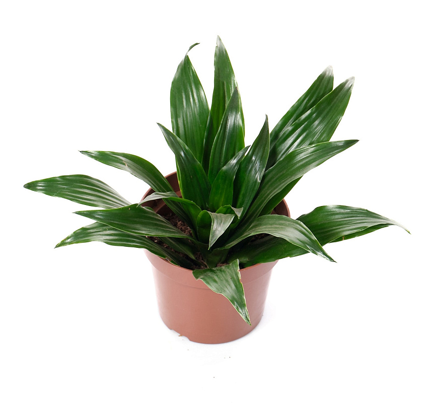 Драцена ассорти_3